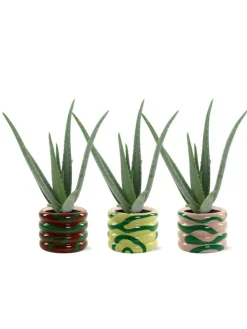 Aloe Vera 42cm im 3er Set im Übertopf