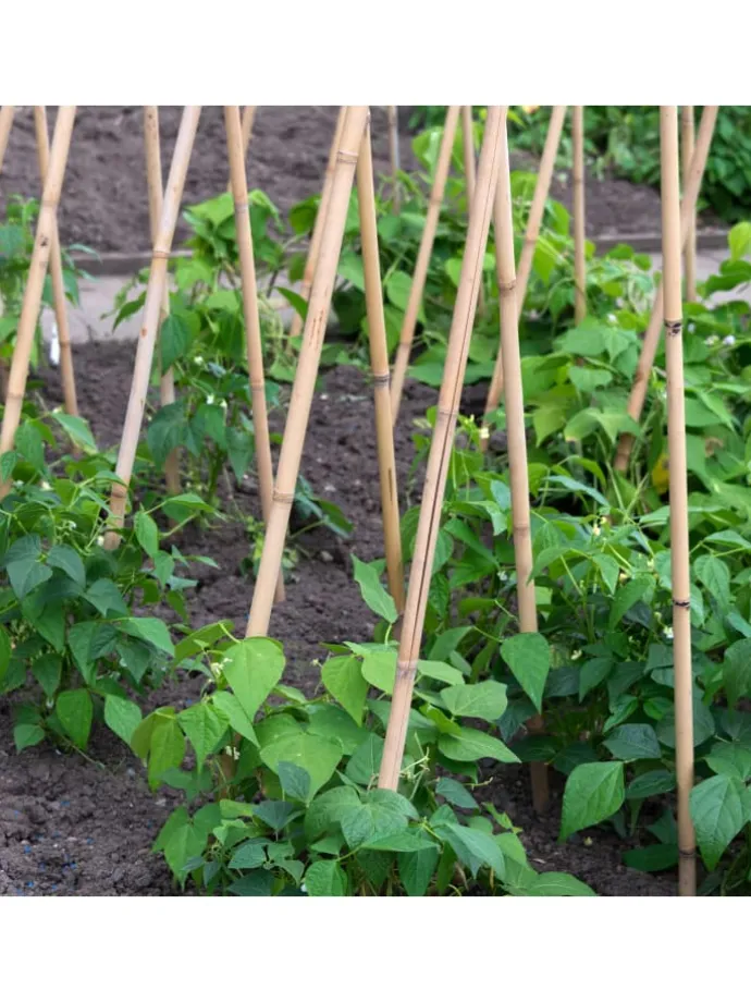 Bambusstäbe 120 cm in Braun
