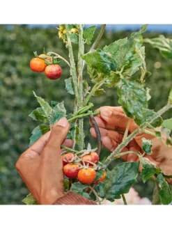 Bindeschlauch Pflanzen in Grün - 50 m