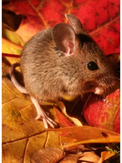 Das grüne Wunder - Unser Wald