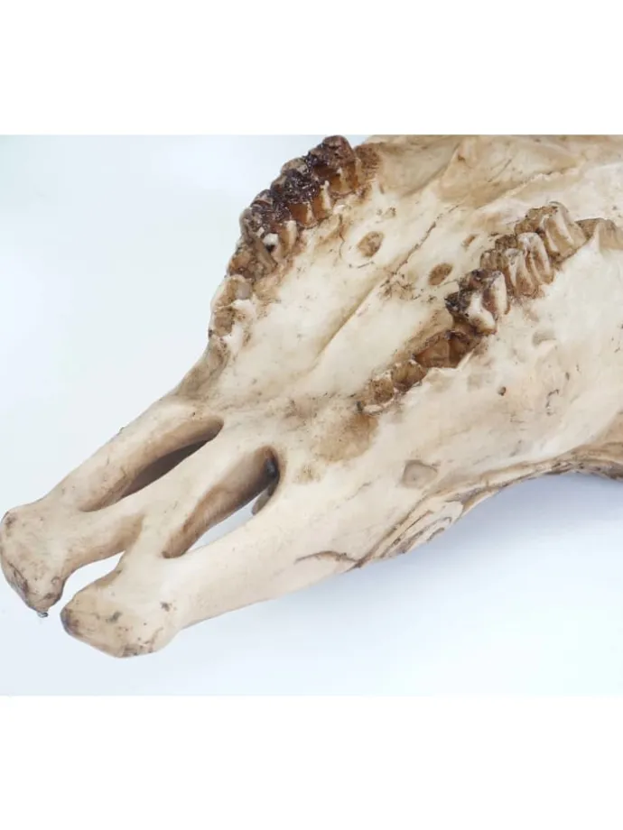 Deko Schädel T454 Stier