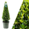 Echte Stechpalme pyramidenförmig 1x Ilex crenata 'Jenny' pyramidenförmig