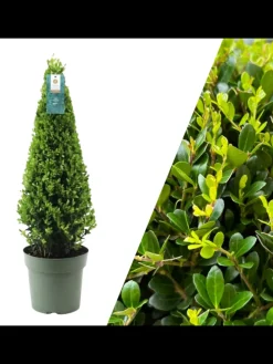 Echte Stechpalme pyramidenförmig 1x Ilex crenata 'Jenny' pyramidenförmig