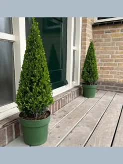 Echte Stechpalme pyramidenförmig 1x Ilex crenata 'Jenny' pyramidenförmig