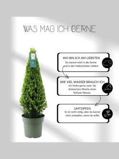 Echte Stechpalme pyramidenförmig 1x Ilex crenata 'Jenny' pyramidenförmig