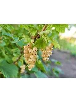 4er Set: Beerenpflanzen auf Stiel