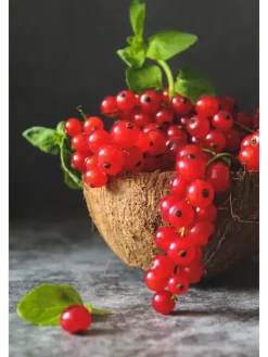 4er Set: Beerenpflanzen auf Stiel