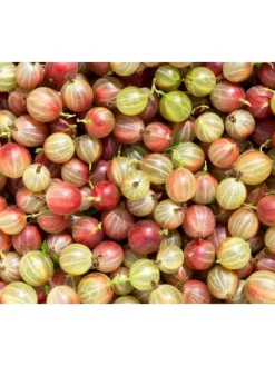 4er Set: Beerenpflanzen auf Stiel