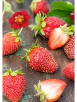 60-er set Erdbeerfrigopflanzen