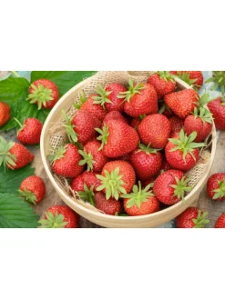 60-er set Erdbeerfrigopflanzen