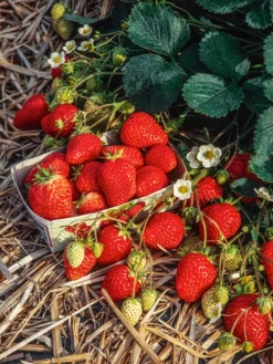 20-er set Erdbeerfrigopflanzen