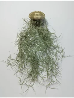 1er Set Seeigelgehäuse lila mit Tillandsia Spanisch Moos