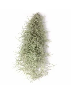 1er Set Seeigelgehäuse lila mit Tillandsia Spanisch Moos