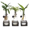 3er Set Zimmerpflanzen Mix im Dekoglas