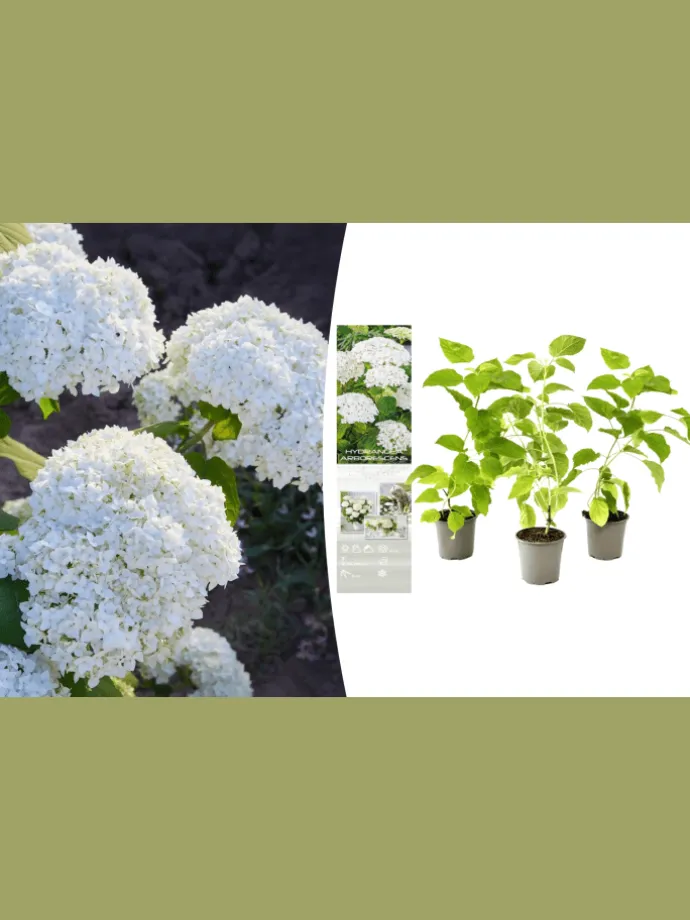 3er-Set: arb. 'Annabelle' Hortensien in Weiß
