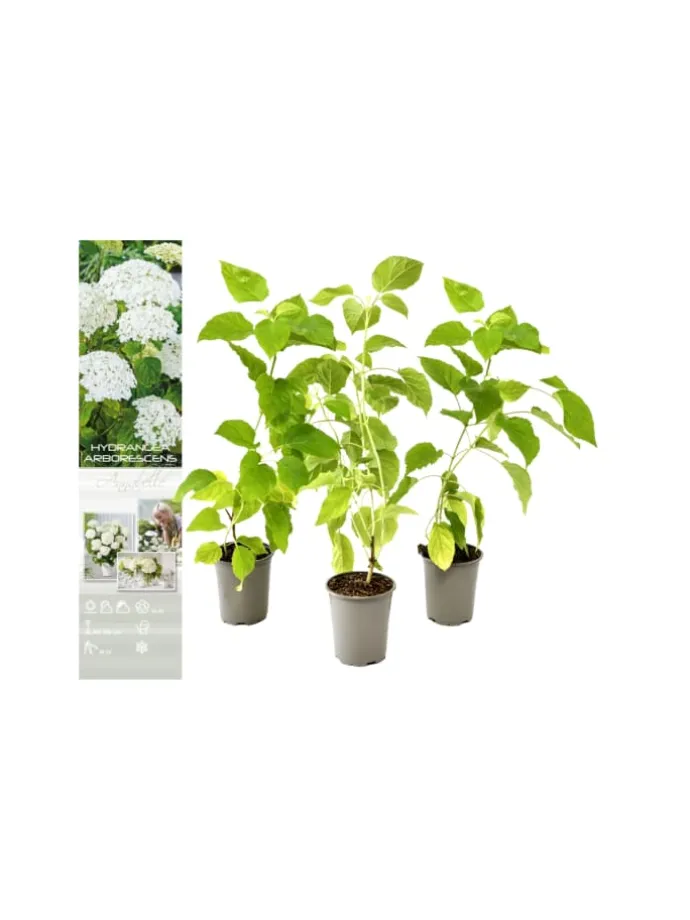 3er-Set: arb. 'Annabelle' Hortensien in Weiß