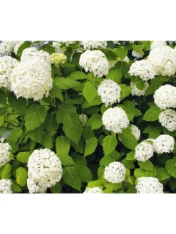 3er-Set: arb. 'Annabelle' Hortensien in Weiß