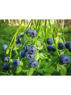 4er-Set: Blaubeere in Blau