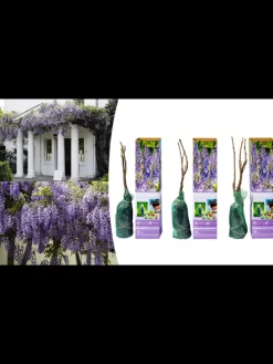 3er-Set: Blaue Regenpflanzen in Lila