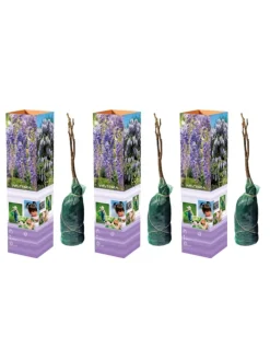 3er-Set: Blaue Regenpflanzen in Lila