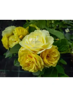 4er-Set: Duftende großblumige Gartenrosen in Bunt