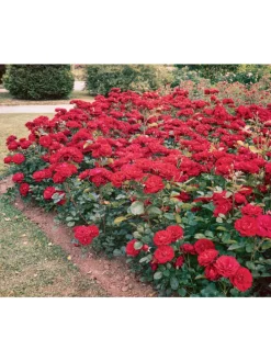 4er-Set: Duftende großblumige Gartenrosen in Bunt