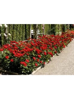 4er-Set: Duftende großblumige Gartenrosen in Bunt