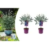 2er-Set: Eucalyptus gunnii Azura am Stamm
