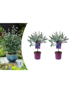 2er-Set: Eucalyptus gunnii Azura am Stamm