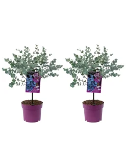 2er-Set: Eucalyptus gunnii Azura am Stamm