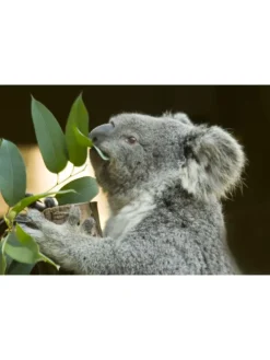 2er-Set: Eucalyptus gunnii Azura am Stamm