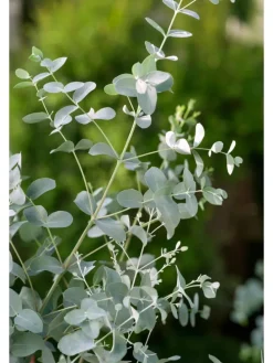 2er-Set: Eucalyptus gunnii Azura am Stamm