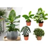 4er-Set: Exotischer Zimmerpflanzen-Mix