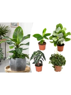 4er-Set: Exotischer Zimmerpflanzen-Mix