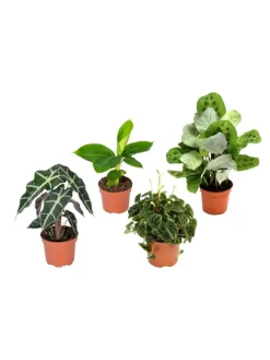 4er-Set: Exotischer Zimmerpflanzen-Mix