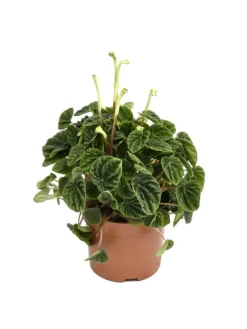 4er-Set: Exotischer Zimmerpflanzen-Mix