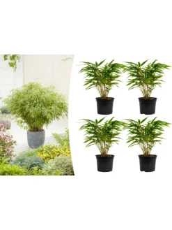 4er-Set: Fargesia (Schrimbambus) Medium nicht wuchernd