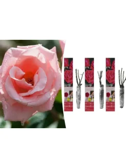 3er-Set: Großblütige Rosen in Rosa