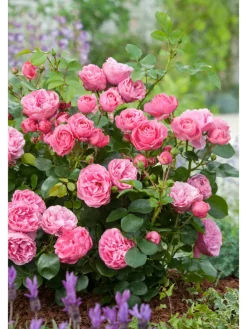 3er-Set: Großblütige Rosen in Rosa