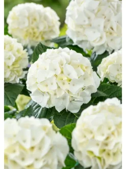 3er-Set: Hortensie (Hydrangea macrophylla) in Weiß