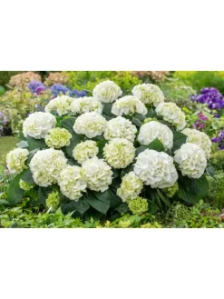 3er-Set: Hortensie (Hydrangea macrophylla) in Weiß