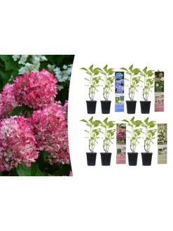 8er-Set: Hortensien in Bunt