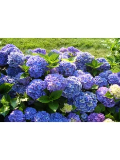 8er-Set: Hortensien in Bunt