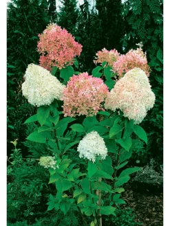 8er-Set: Hortensien in Bunt