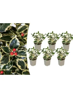 6er-Set: Ilex aquifolium 'Argentea Marginata'