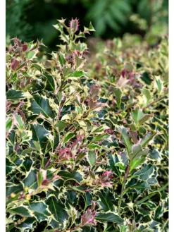6er-Set: Ilex aquifolium 'Argentea Marginata'