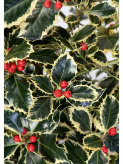 6er-Set: Ilex aquifolium 'Argentea Marginata'