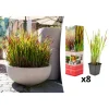 8er-Set: Japanisches Blutgras Imperata cyl. Red Barron in Bunt