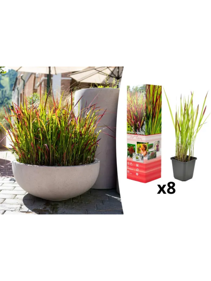 8er-Set: Japanisches Blutgras Imperata cyl. Red Barron in Bunt