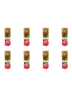 8er-Set: Japanisches Blutgras Imperata cyl. Red Barron in Bunt